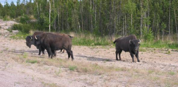 Wood bisons